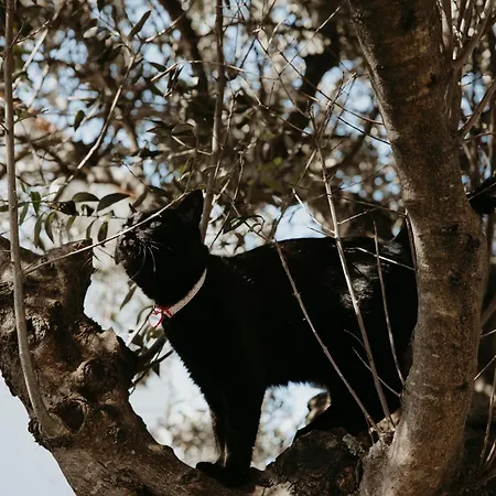 Casa Do Sorrio - Slow Down, Live Now * Viana do Castelo