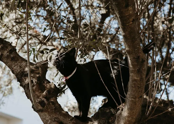 Casa Do Sorrio - Slow Down, Live Now * Viana do Castelo